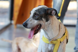 Palmas inicia campanha com ações gratuitas para combater câncer em cães e gatos