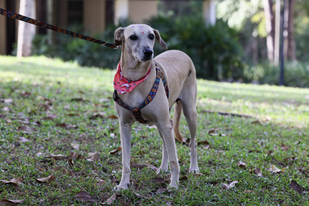 Projeto da Prefeitura de Palmas incentiva adoção de cães adultos com caminhada e interação na Praça dos Girassóis