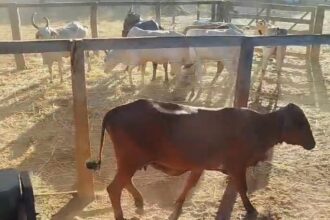Polícia Civil recupera 23 cabeças de gado furtadas após cinco dias de investigação e apreende caminhão usado no transporte dos animais