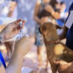 Julho Dourado reforça em Palmas a importância da vacinação e da guarda responsável para proteger animais e a saúde da população