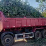 Após recolher 1,4 mil toneladas de galhadas na região norte, Prefeitura de Palmas inicia força-tarefa em quadras da região sul