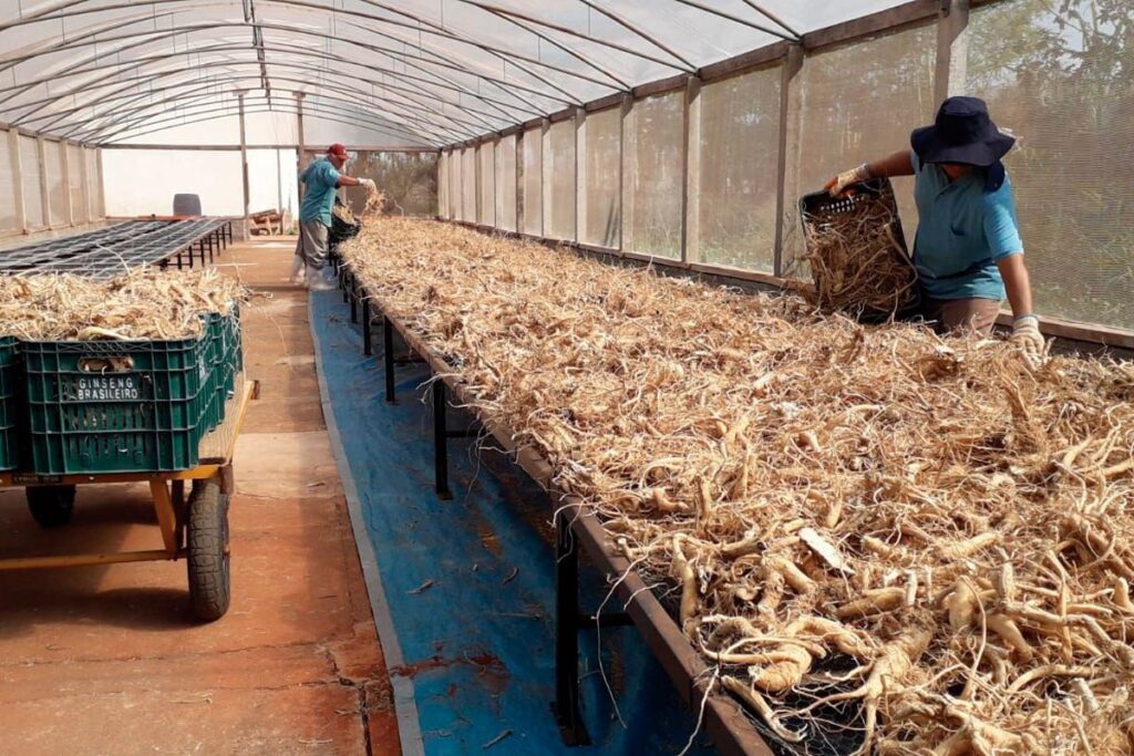 Ginseng do Paraná é disputado por compradores internacionais