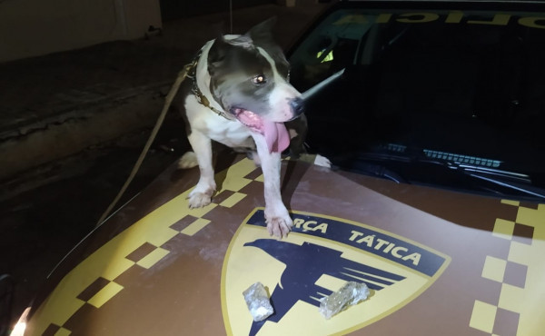 Dupla suspeita de tráfico é presa pela PM e drogas localizadas com apoio de cão policial em Gurupi