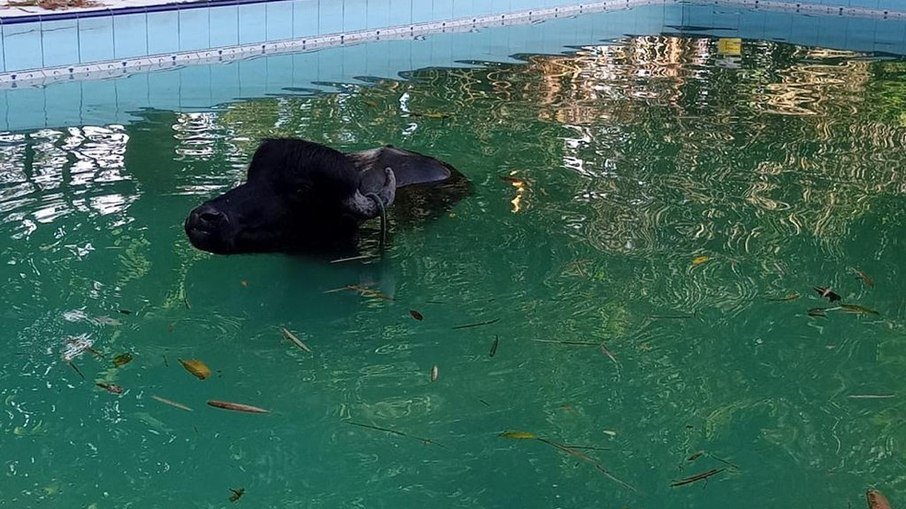 Vídeo: Búfalo de 500 kg cai em piscina de sítio em Manaus