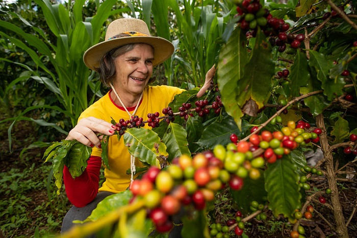 Projeto Agro.BR apresenta oportunidades e desafios para o café brasileiro na China
