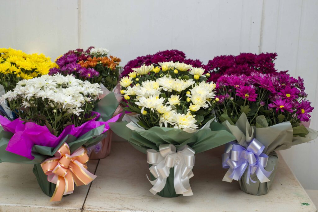 Procon Municipal de Palmas realiza pesquisa de preços de flores para o Dia de Finados