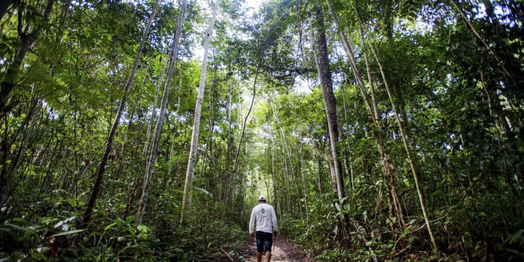 Dez florestas protegidas liberam mais carbono do que absorvem