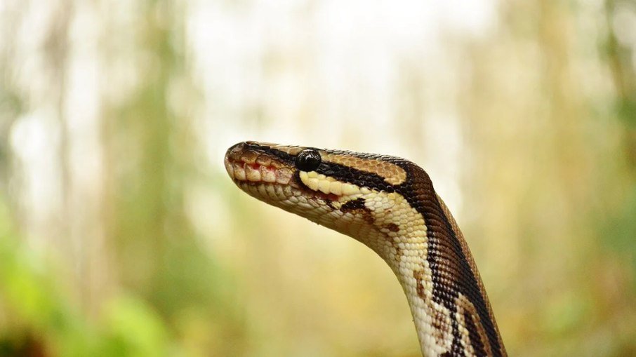 Criança fica em estado grave após ser picada por cobra no interior de SP