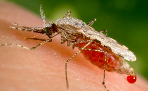 Saúde orienta população para a prevenção e diagnóstico da malária