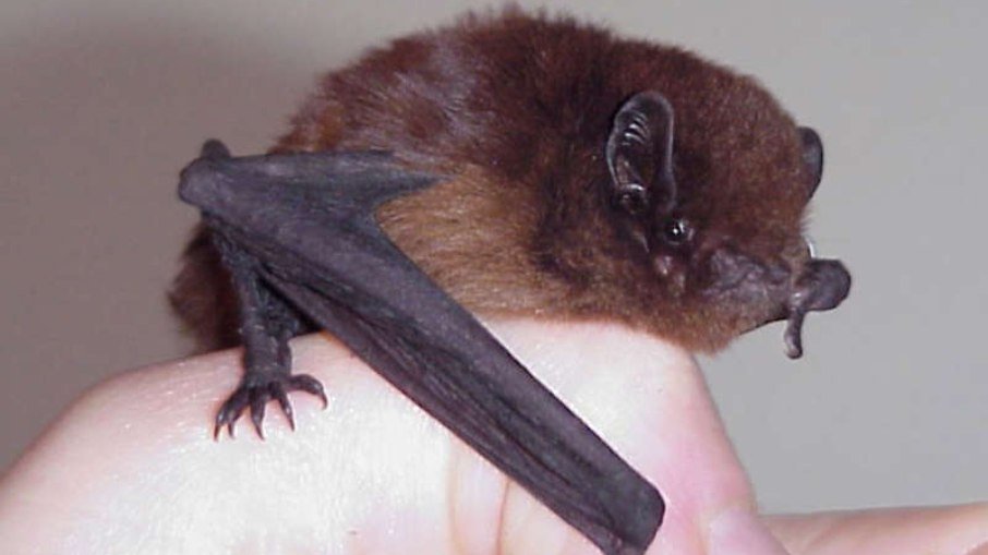 Inédito: morcego ganha competição de 'Pássaro do Ano' na Nova Zelândia