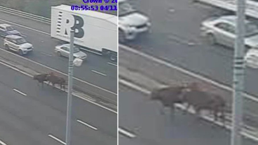 Vacas correm soltas por rodovia após carro capotar na Inglaterra