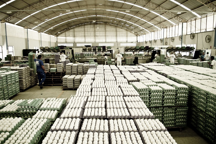 Em MS, demanda por ovos cresce e produção aumenta 37,6% em um ano