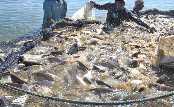 Tocantins tem as leis mais acessíveis e atrativas para atividade de piscicultura