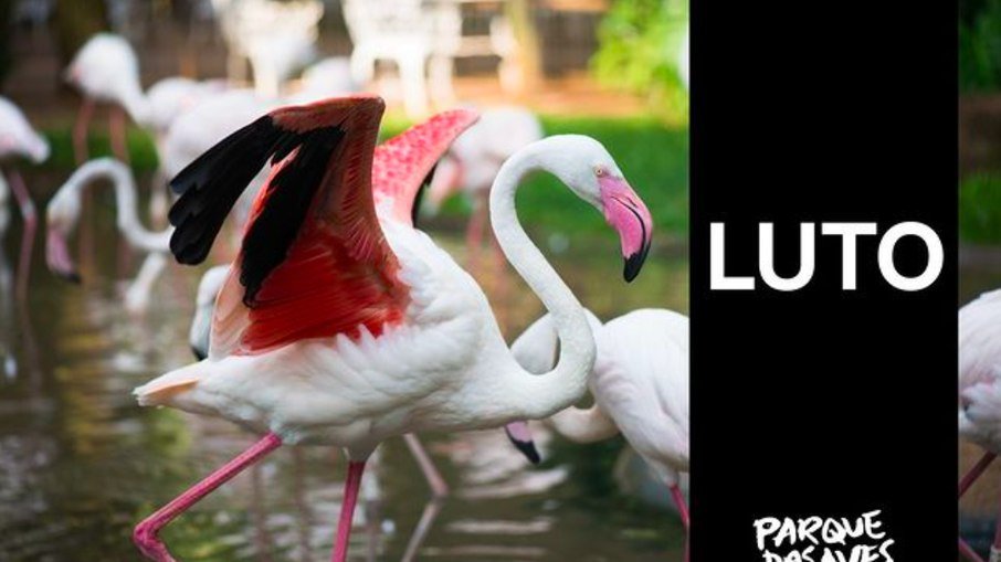 Ataque de onças deixa 172 flamingos mortos em Foz do Iguaçu