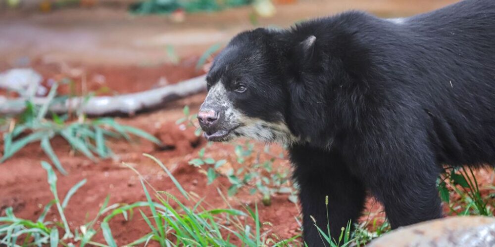 Urso de espécie rara e ameaçada é recebido em Brasília
